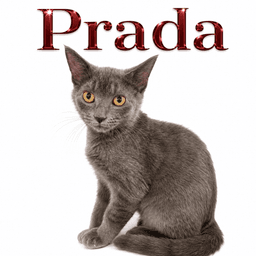 Prada Fcid  -  Middletown Ps Dc image 3