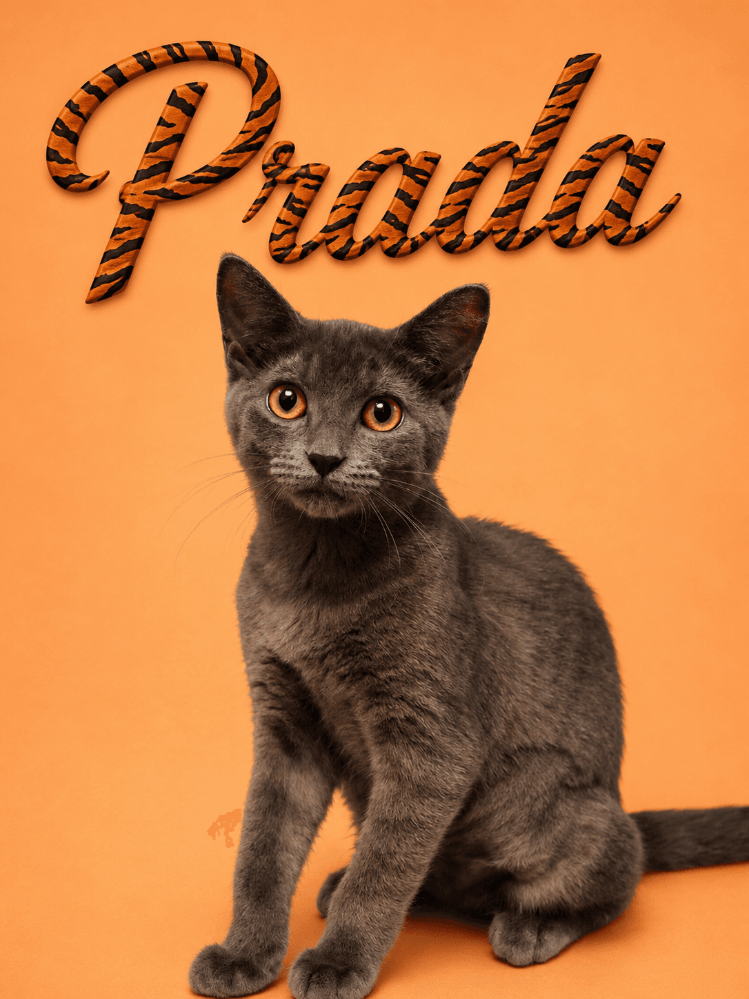 Prada Fcid  -  Middletown Ps Dc