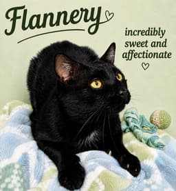 Flannery Fcid  -  Willow Grove image 2