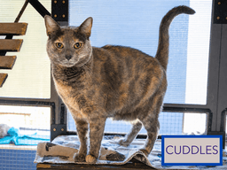 Cuddles Fcid  -  Trainer image 2