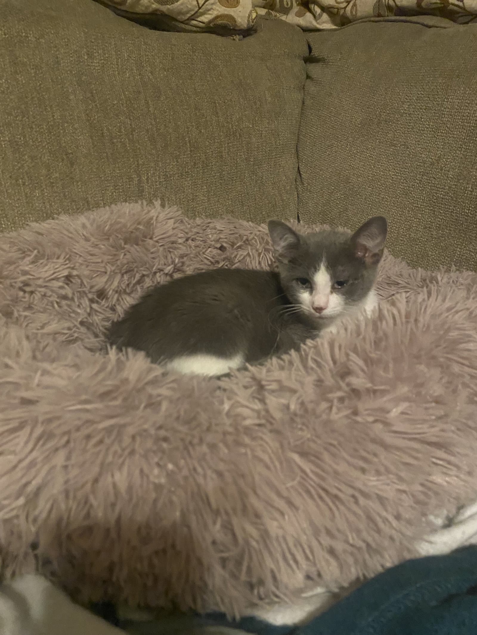 Screech Willow Grove Ps Fcid - - Domestic Short Hair