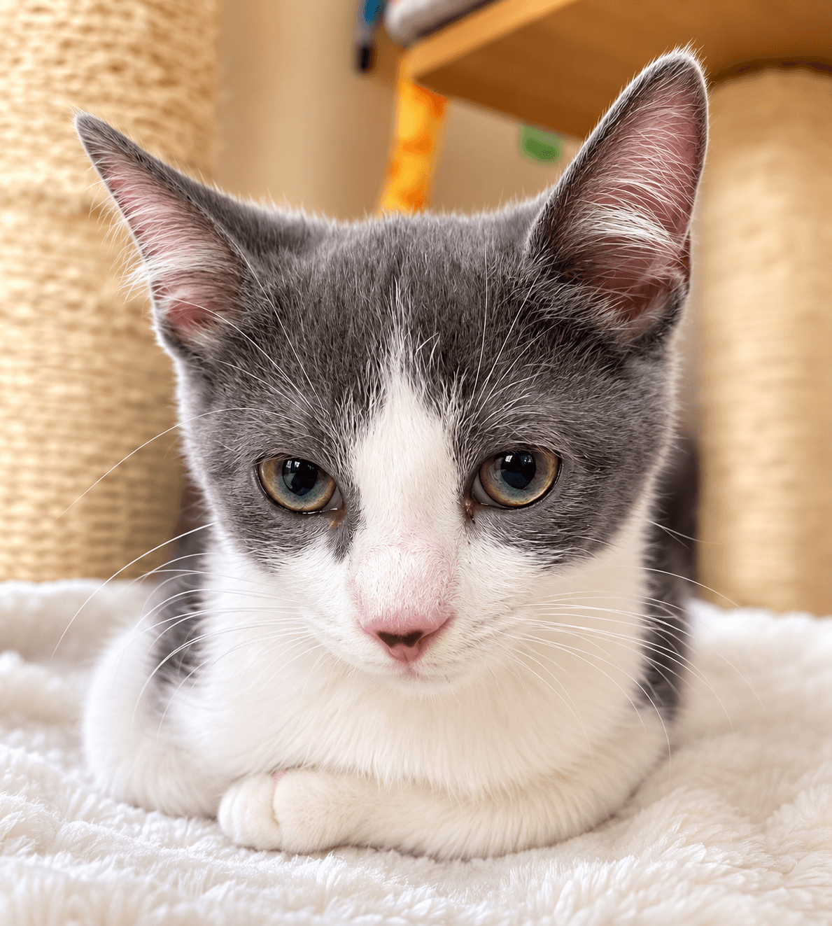 Screech Willow Grove Ps Fcid - - Domestic Short Hair