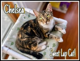 Chelsea Willow Grove Area Fcid - image 1