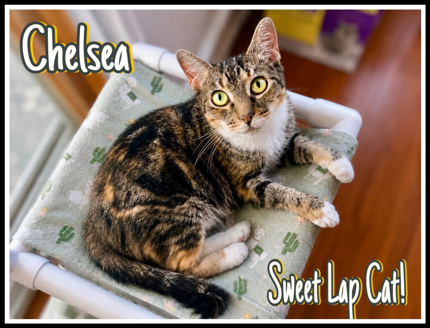 Chelsea Willow Grove Area Fcid - - Domestic Short Hair