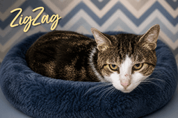 Zigzag Fcid  -  Trainer image 1