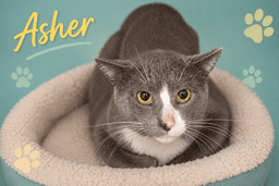 Asher Fcid  -  Trainer image 1