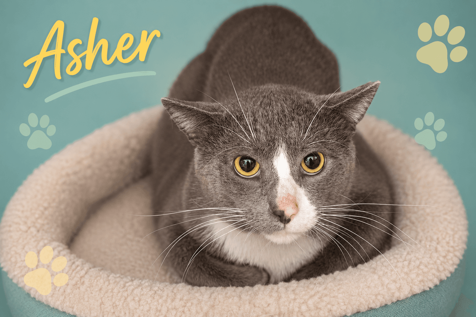 Asher Fcid  -  Trainer - Domestic Short Hair