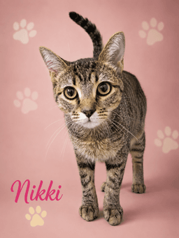 Nikki Fcids  -  Trainer image 1