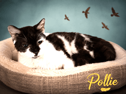 Pollie Fcid  -  Trainer image 1