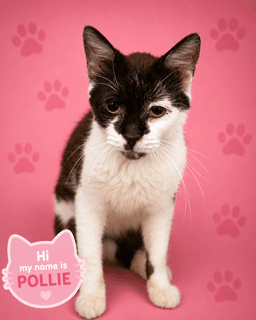 Pollie Fcid  -  Trainer image 2
