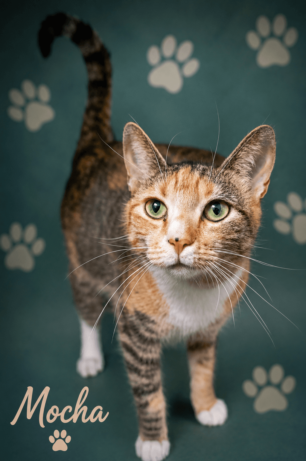 Mocha Fcid  -  Trainer - Tabby