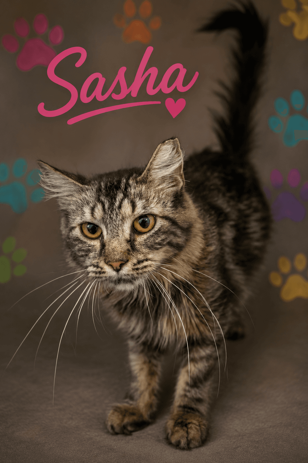 Sasha Dmh Fcid  -  Trainer - Domestic Medium Hair