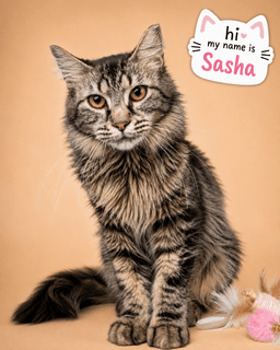 Sasha Dmh Fcid  -  Trainer image 2