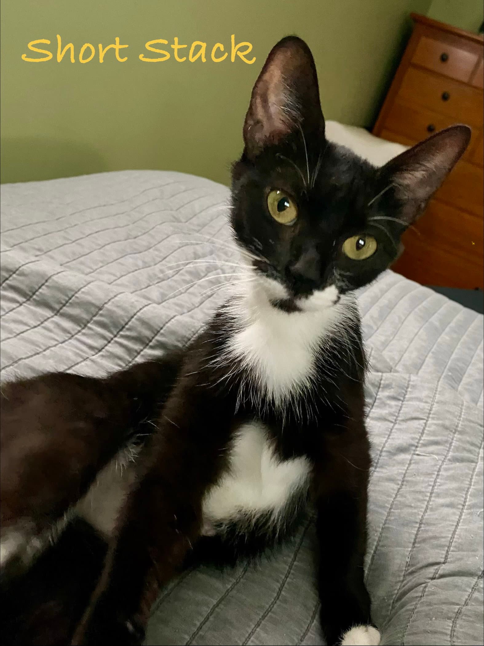 Short Stack Willow Grove Fcid - - Domestic Short Hair