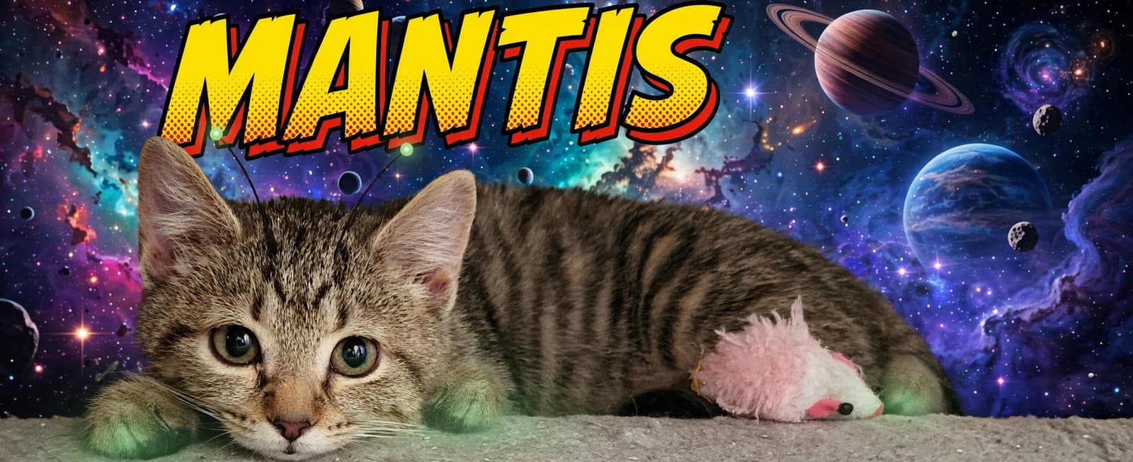 Mantis Willow Grove Area Fcid - - Domestic Short Hair