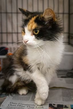 Cholula Felv Fcid  -  Trainer image 1