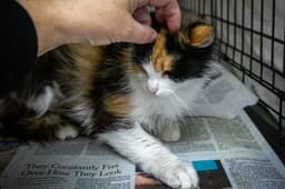 Cholula Felv Fcid  -  Trainer image 2