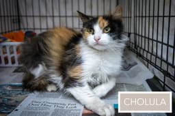 Cholula Felv Fcid  -  Trainer image 3
