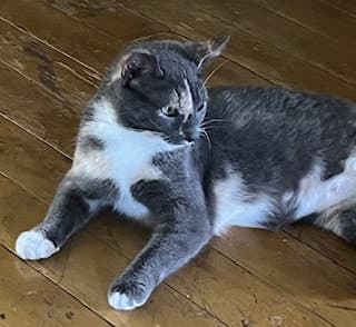Penelope Fcid  -  C - Dilute Calico