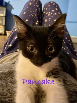 Pancake Willow Grove Area Fcid - image 3