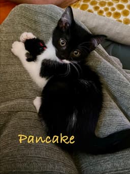 Pancake Willow Grove Area Fcid - image 1
