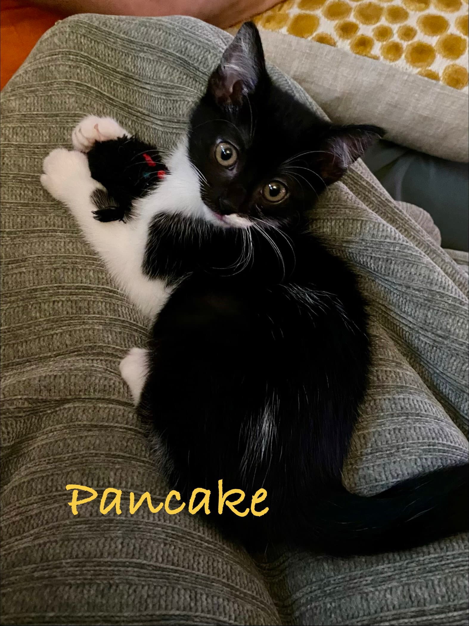 Pancake Willow Grove Area Fcid - - Domestic Short Hair