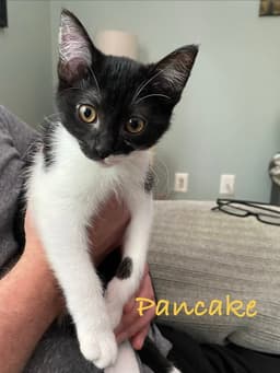 Pancake Willow Grove Area Fcid - image 4