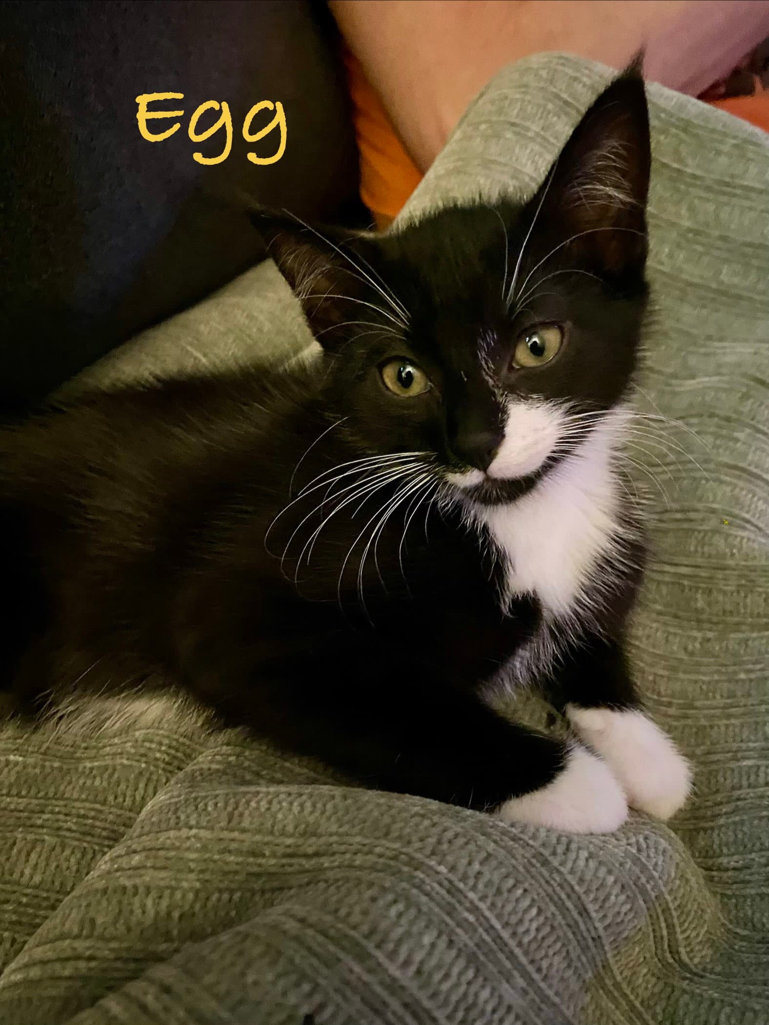 Egg Willow Grove Area Fcid - - Domestic Short Hair