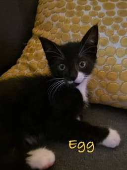 Egg Willow Grove Area Fcid - image 2