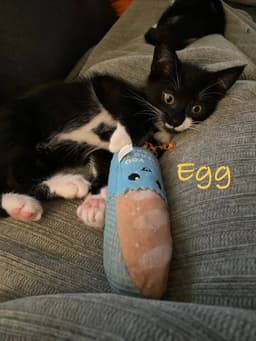 Egg Willow Grove Area Fcid - image 3