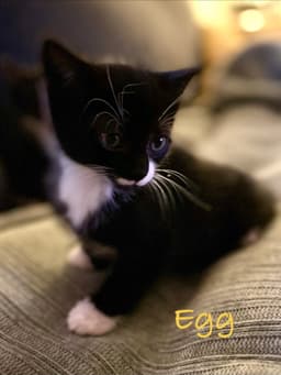 Egg Willow Grove Area Fcid - image 4