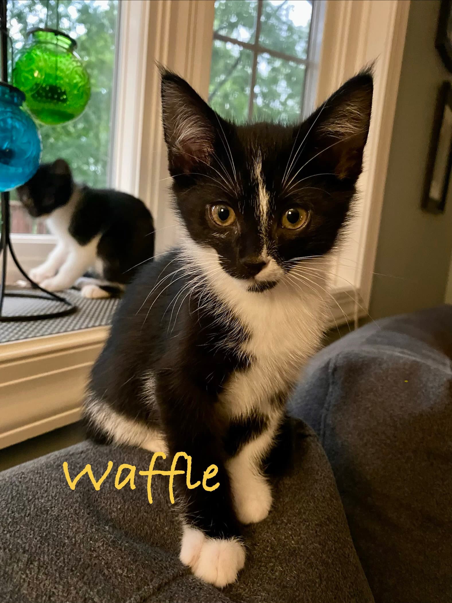 Waffle Willow Grove Area Fcid - - Domestic Short Hair