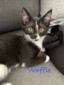 Waffle Willow Grove Area Fcid - image 2