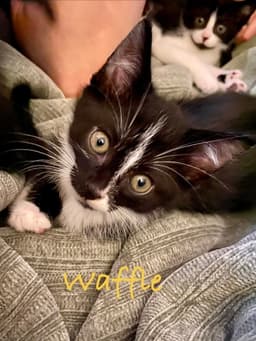 Waffle Willow Grove Area Fcid - image 3