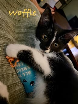 Waffle Willow Grove Area Fcid - image 4