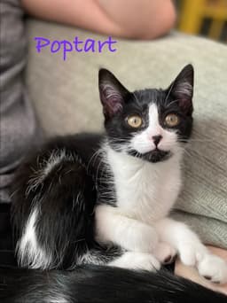 Poptart Willow Grove Area Fcid - image 1