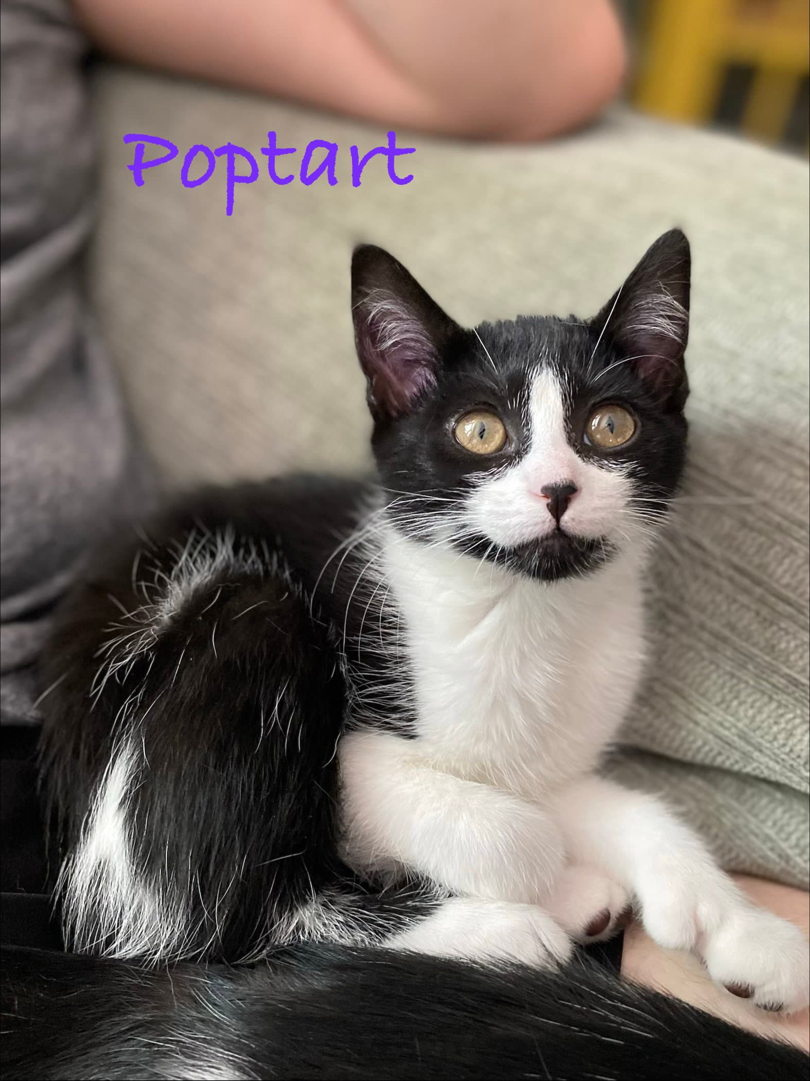 Poptart Willow Grove Area Fcid - - Domestic Short Hair