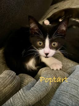 Poptart Willow Grove Area Fcid - image 4
