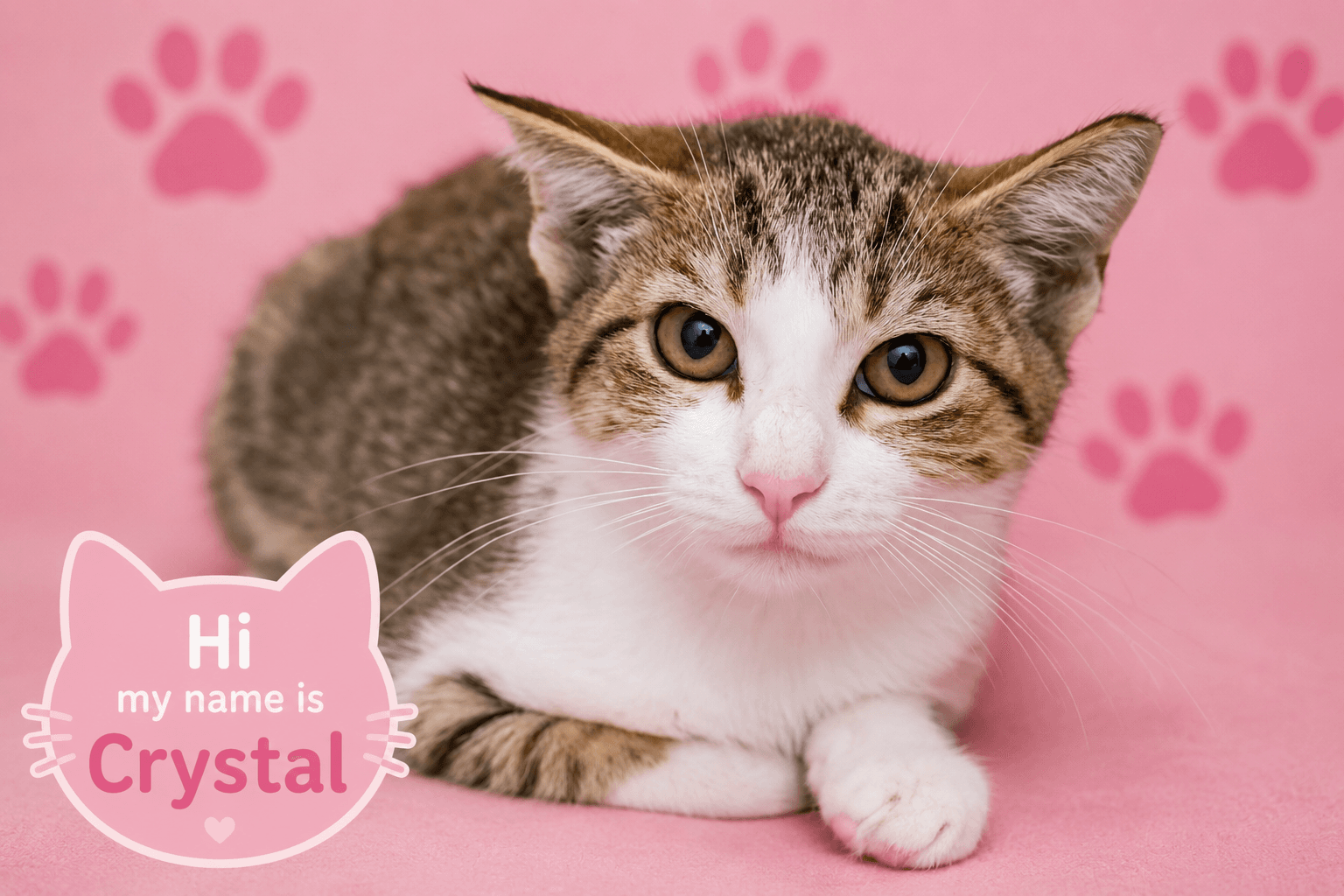 Crystal Fcid  - - Tabby