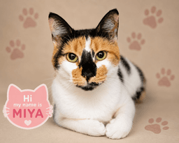 Miya Fcid  -  Trainer image 1