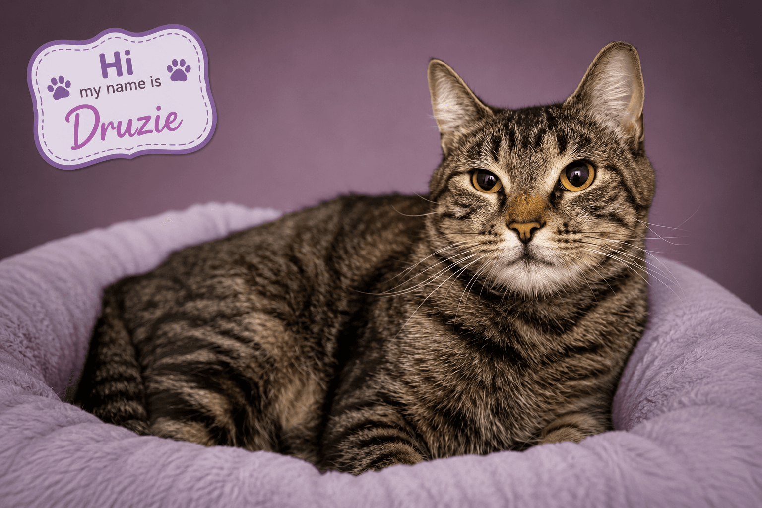 Druzie Fcid  -  Trainer - Tabby