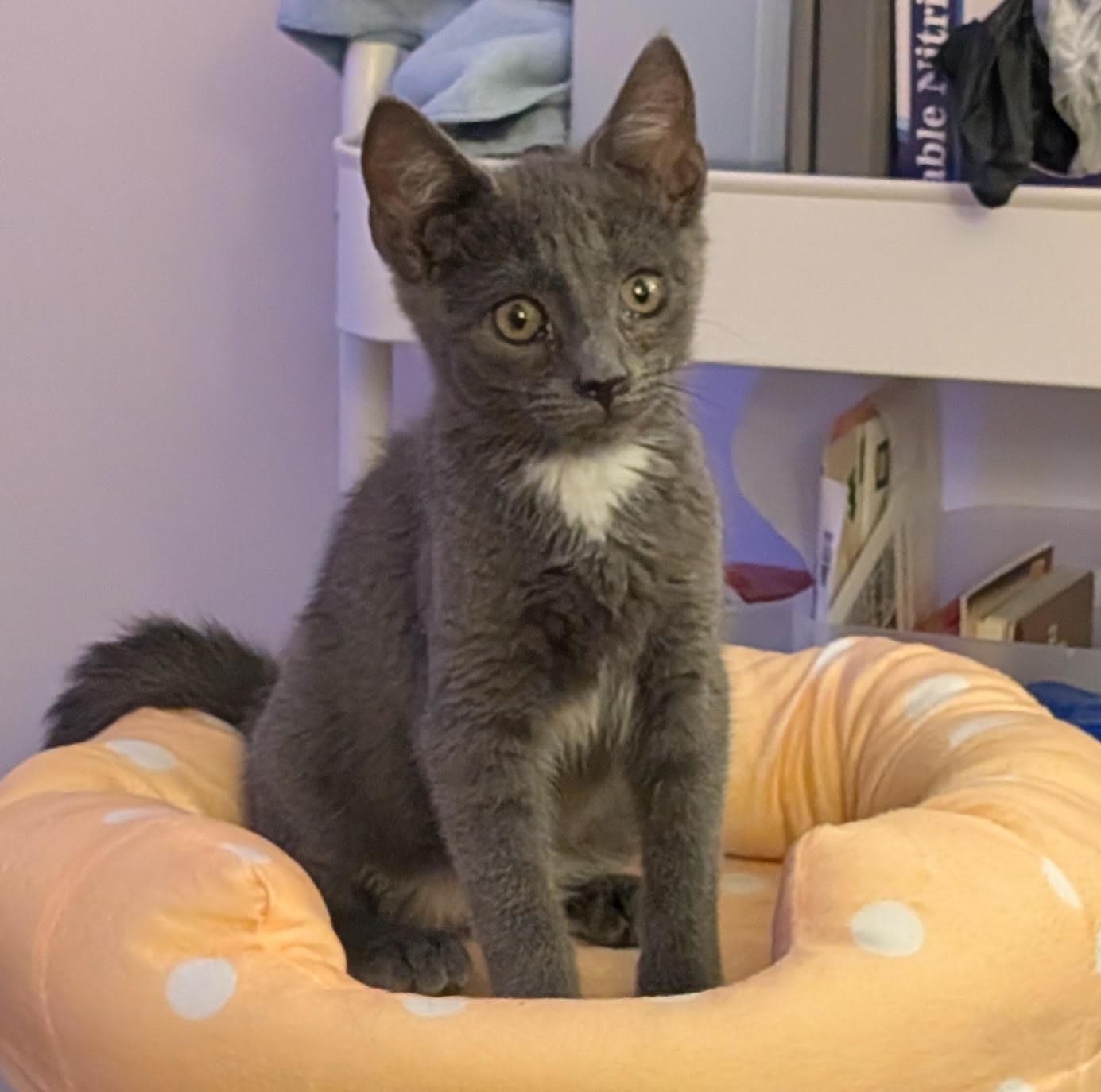 Fernie Fcid  -  Brandywine Ps - Domestic Short Hair