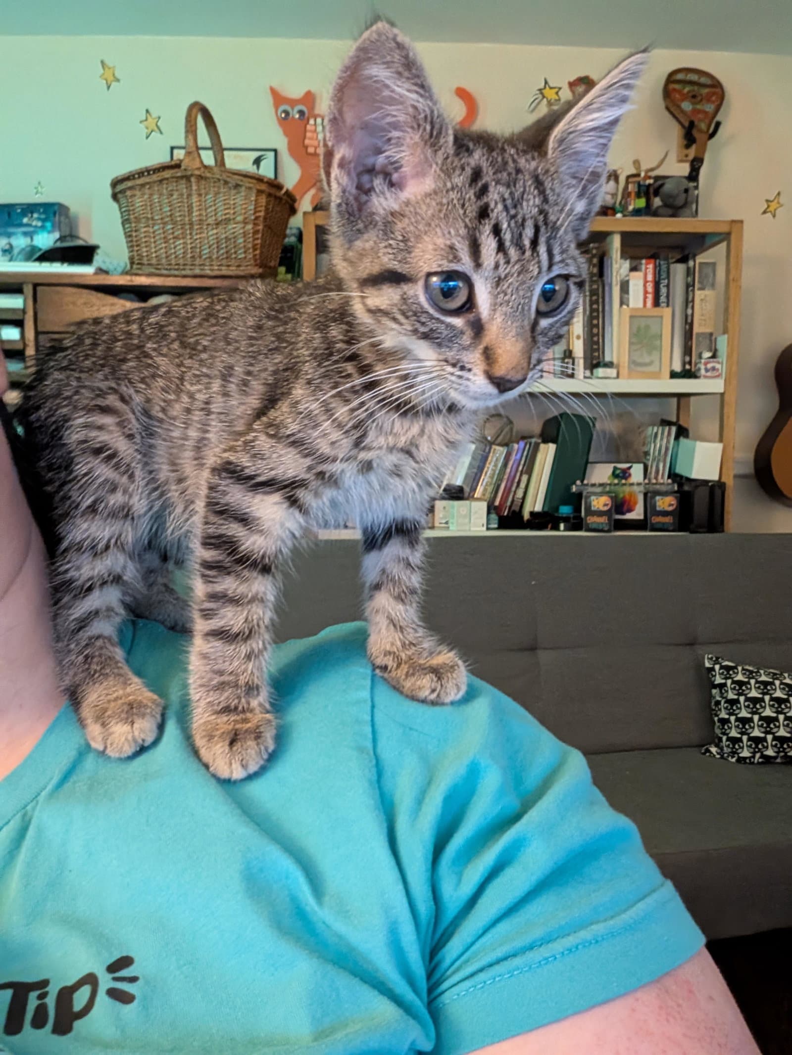 Phineas Fcid  -  Brandywine Ps - - Tabby