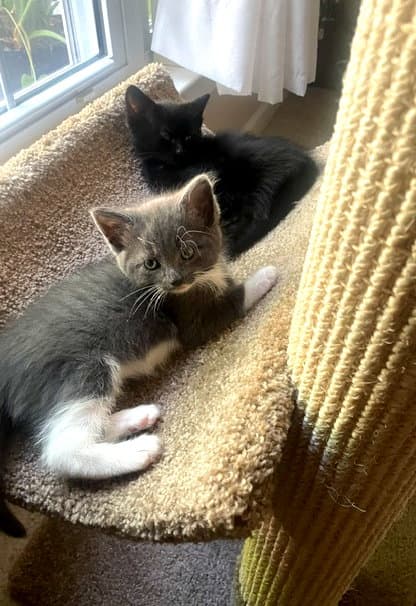 Arieljasmine Fcid - Christiana Ps - Domestic Short Hair