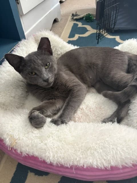 Jade Willow Grove Area Fcid - - Domestic Short Hair