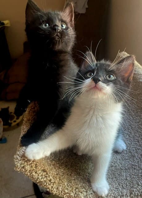 Tiana Aurora Fcid  - - Domestic Short Hair