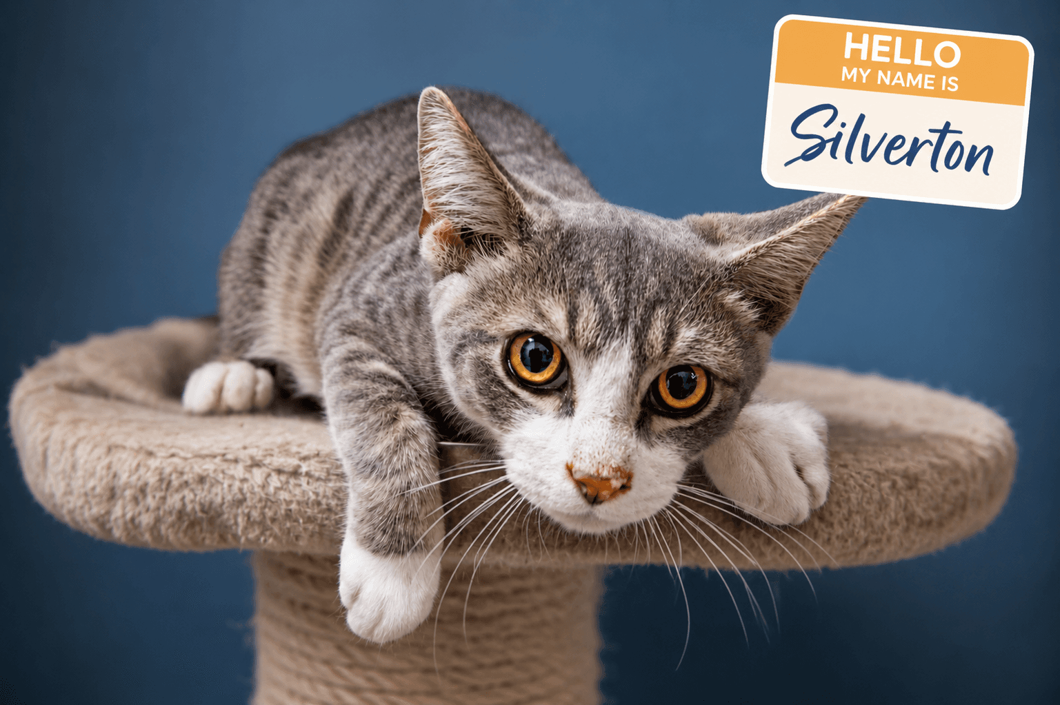 Silverton Fcid  -  Trainer - Tabby