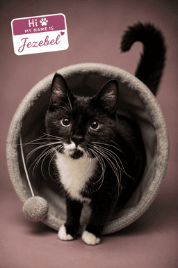 Jezebel Fcid  -  Trainer image 1