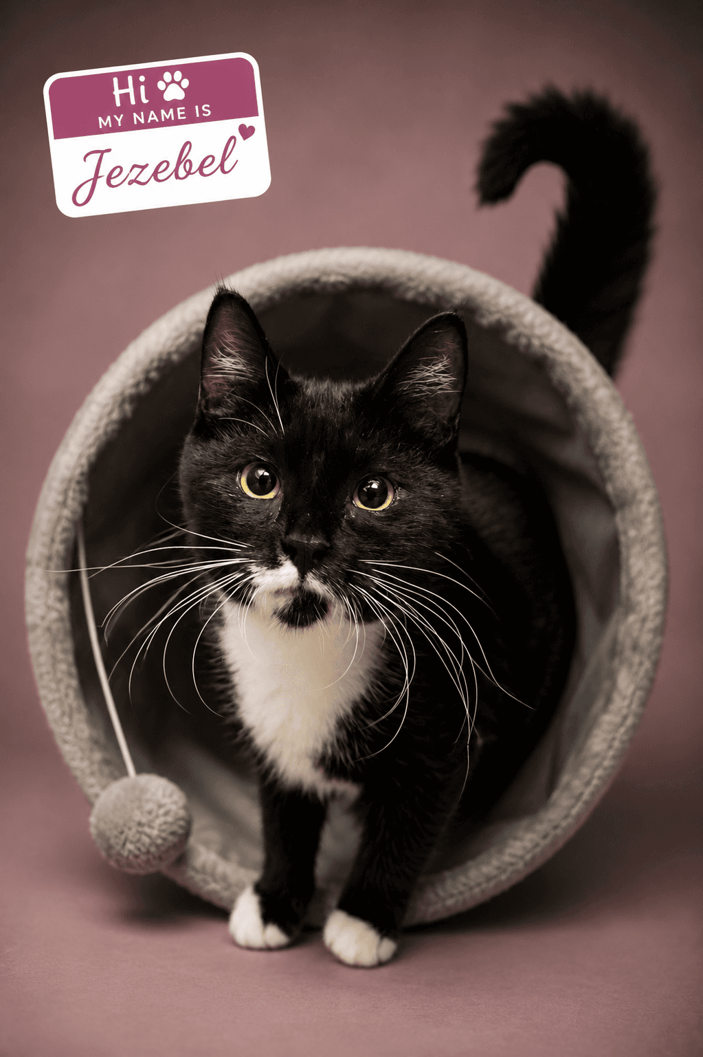Jezebel Fcid  -  Trainer - Domestic Short Hair