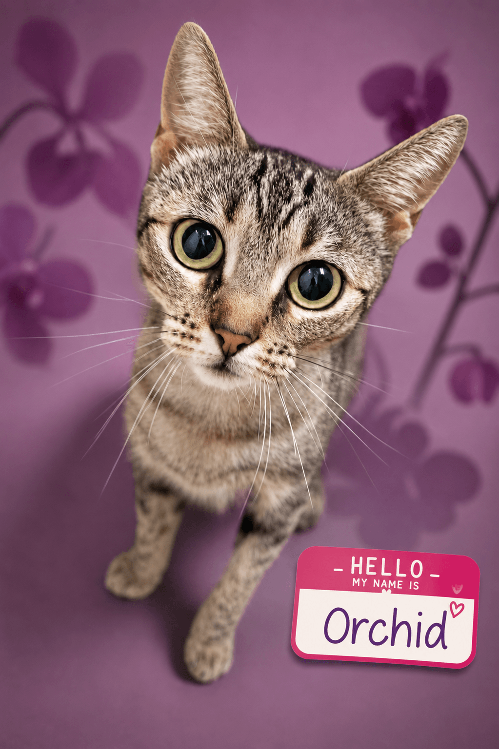 Orchid Fcid  -  Trainer - Tabby